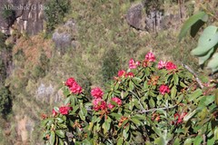 Rhododendron nilagiricum